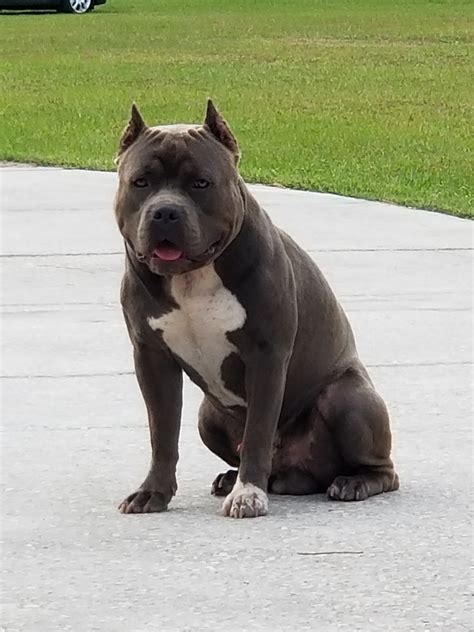 florida pitbull breeders|american bully breeders in florida.